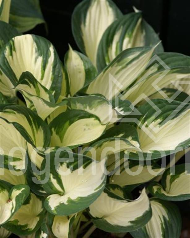 Hosta Fire And Ice Hogendoorn Excellent In Young Plants
