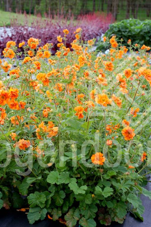 Geum Fire Storm Hogendoorn Excellent In Young Plants